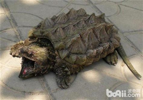 巴西龜會咬人嗎 日支查詢